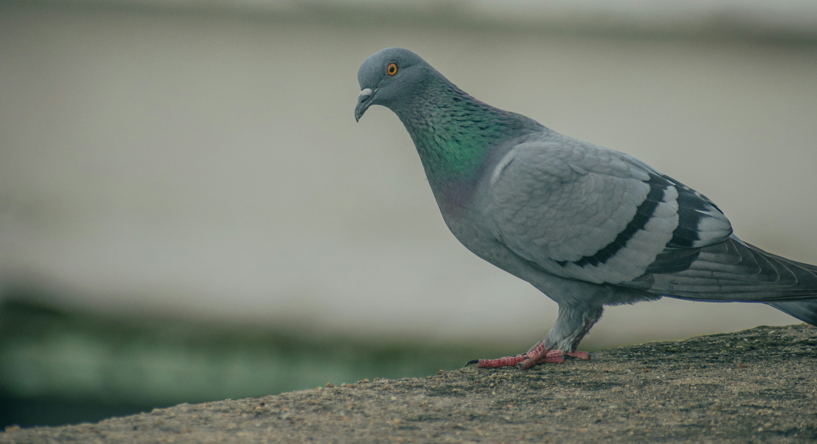 Pigeon